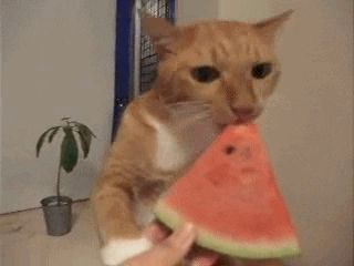 via GIPHY Cat Compilation, Watermelon Cat, Eating Watermelon, Funny Cat Compilation, Cat Eating, Cat Obsession, Dog Dental, Cheap Dogs, Funny Cats And Dogs