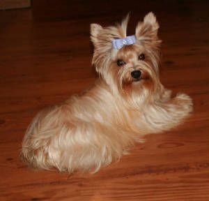 . Golden Yorkie, Parti Yorkie Haircut, Yorkie Haircut, Yorkie Asian Fusion, Parti Yorkie, Ranch Dress, Parti Yorkies, Yorkshire Terrier Teacup, Parti Yorkie Puppies