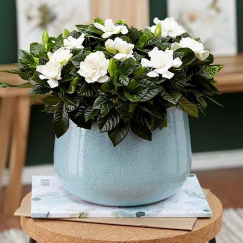 5 of the best-smelling houseplants to make your home smell amazing Gardenia Jasminoides, Smelling Flowers, نباتات منزلية, Household Plants, Plant Hacks, Aromatic Plant, Fragrant Plant, Inside Plants, Plant Supplies