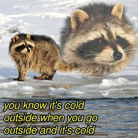 Raccoon Memes, Cute Raccoon, Raccoon Funny, Trash Panda, Silly Animals, Racoon, Animal Memes, Go Outside, Spirit Animal