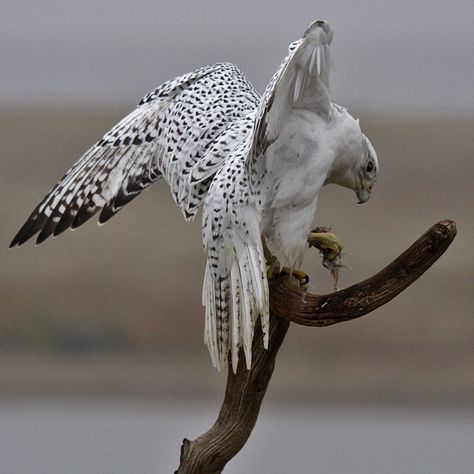 Gyrfalcon with Prey photo - Joanne Stolte photos at pbase.com Raptors Bird, Animal Study, Bird Wings, Pretty Animals, Arte Inspo, Pretty Birds, Bird Photo, Birds Of Prey, Animal Photo