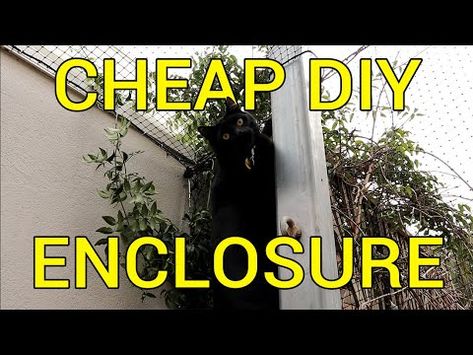 Diy Outdoor Cat Enclosure Cheap, Renter Friendly Cat Patio, Diy Catios For Cats Outside Cheap, Diy Cat Enclosure Outdoors, Diy Cat Fence, Outdoor Cat Pen, Fence On A Budget, Outdoor Cat Run, Outside Cat Enclosure