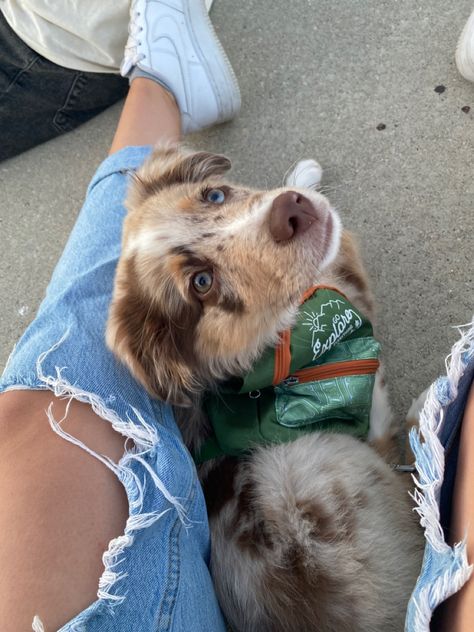 Mini Doodle Dog, Australian Shepherd Aesthetic, Preppy Australian Shepherd, Australian Shepard Puppy Aesthetic, Funny Aussie Dog, Aussies Puppies, Mini Australian Shepherd, Australian Shepherd Two Colored Eyes, Puppy Fever