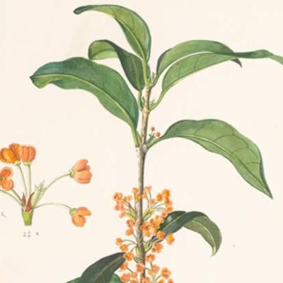 Osmanthus fragrans (fragrant olive) Sweet Osmanthus, Osmanthus Fragrans, Scented Flowers, Street Trees, Plant Fungus, Plant Book, Fragrant Plant, Illustration Botanique, Guilin