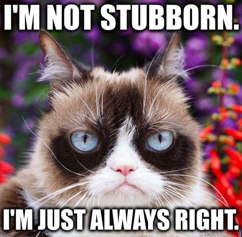 Grumpy Cat Memes, Grumpy Cat Meme, Grumpy Cat Quotes, Cat Jokes, Cute Animal Memes, Meme Comics, Grumpy Cat Humor, Cat Quotes Funny, Memes Humor