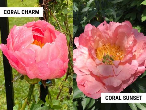 Teddy Bear Magnolia, Peony Bedding, Coral Sunset, Coral Charm Peony, Coral Peonies, Red Peonies, What Is The Difference Between, Perennial Garden, Red Barn