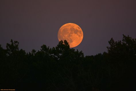 Halloween Aesthetic Horizontal, Harvest Moon Aesthetic, Fall Moon, Fall Background Horizontal, Horizontal Halloween Wallpaper, Autumn Moon, September Wallpaper, Big Moon, Orange Moon