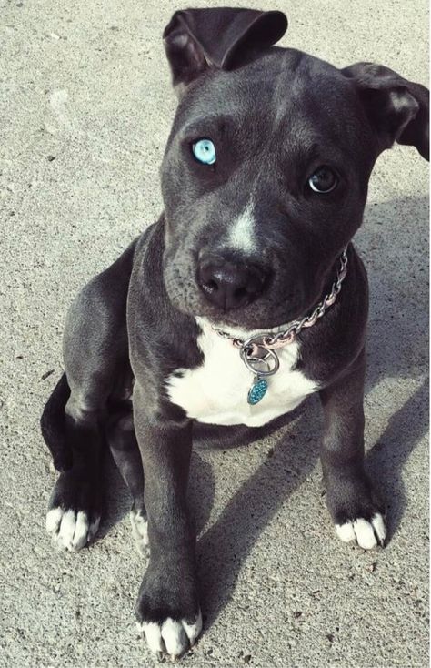 Pitsky Dogs, Pitsky Puppy, Dream Puppy, Pitbull Puppies, Cute Animals Images, Pitbull Mix, Pitbull Terrier, Animals Images, Dogs Puppies