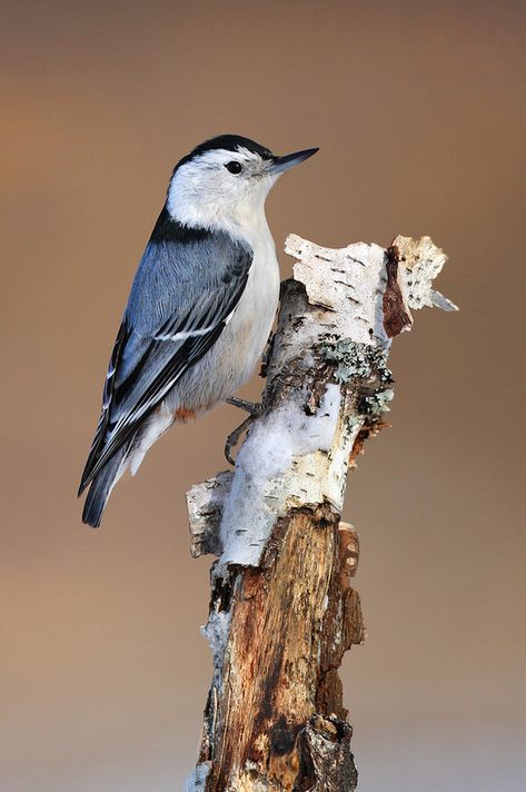 Wisconsin Birds, Ontario Birds, Nuthatch Bird, Nuthatches, Bird Identification, Bird Photos, Woodpeckers, Backyard Birds, Bird Pictures