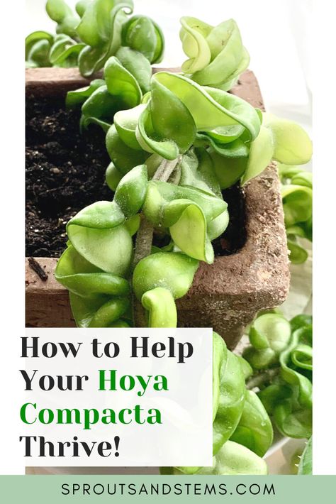 Rope Plant, Propagating Hoya Plant, Hoya Compacta, How To Propagate Hoya Plants, Hoya Rope Plant Care, Hoya Compacta Care, Hoya Plant Care, Hoya Carnosa Compacta, Hoya Rope Plant