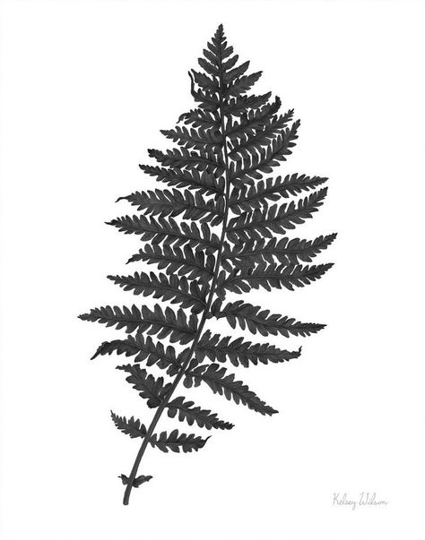 Neutral Fern Black II Wall Art by Kelsey Wilson from Great BIG Canvas. Boston Fern Tattoo, Fern Line Drawing, Wine Package, Fern Art, Fern Prints, Fern Design, Fern Tattoo, Botanical Tattoo, Fine Photography