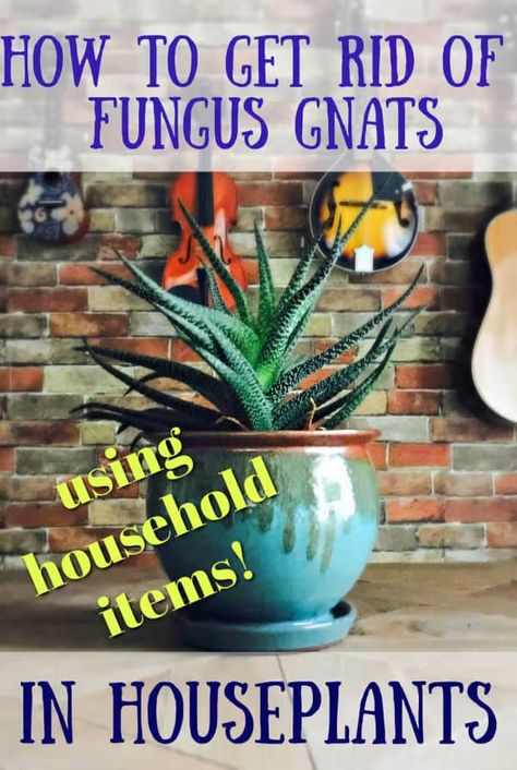 Gnats In House Plants, Houseplant Tips, Indoor Herbs, How To Get Rid Of Gnats, Plants Tips, Fungus Gnats, Diatomaceous Earth Food Grade, Plant Bugs, Tattoo Plant