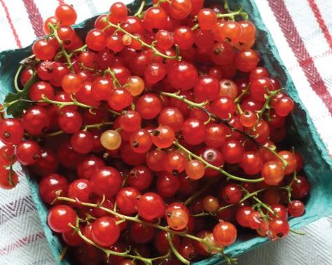 How to grow currants from sowing to harvest. Currant seed growing guide for all gardeners. Sowing, watering, location, fertilizing and harvest. Bonsai Apple Tree, Flowering Currant, Apple Tree From Seed, Red Currants, Beefsteak Tomato, Red Tomato, Red Currant, Seed Germination, Tree Seeds