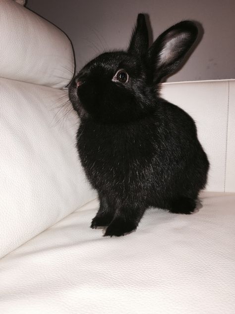 . Dark Rabbit, Rabbit Black, Bunny Black, Cute Bunny Pictures, Black Bunny, Black Rabbit, Fluffy Bunny, Bunny Pictures