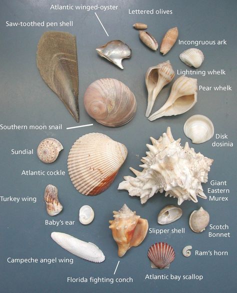 Shown here are some of the more common seashells found on Padre Island. Types Of Sea Shells, Seashell Identification, Seashell Projects, Ocean Treasures, She Sells Seashells, South Padre Island, Oceanography, Shell Beach, Seashell Art