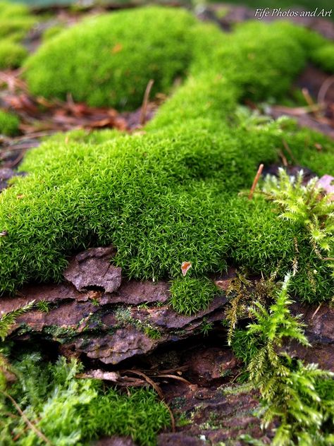 Moss on fallen tree trunk Painting Moss Acrylic, Mossy Tree, Aquarium Landscape, Mushroom Pictures, Florida Photography, Woodland Art, Drawing Images, Reference Images, Photography Projects