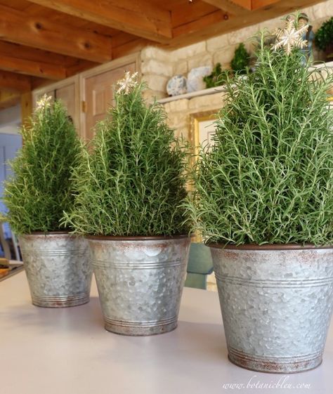 Rosemary Tree Christmas, Rosemary Christmas Decor, Christmas Tree In Kitchen, Christmas Island Centerpiece Ideas, Winter Baby Birthday Party, Christmas Rosemary, Kitchen Island Christmas Decor Ideas, Winter Baby Birthday, Rosemary Christmas Tree