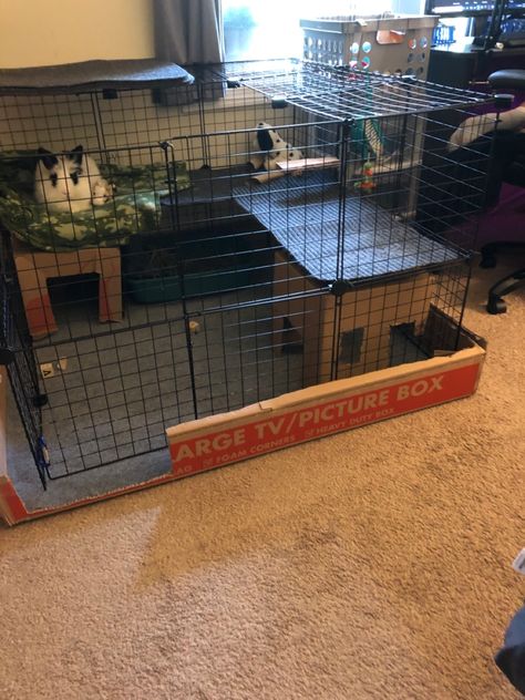 Inside Rabbit Enclosure, Bunny Houses, Bunny Pen, Rabbit Shed, Diy Rabbit Cage, Rabbit Pen, Bunny Ideas, Rabbit Enclosure, Lionhead Rabbit