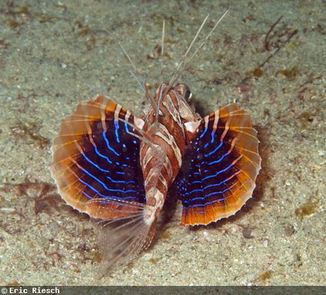 Sea Robin, Water Tank Ideas, Northwest Pacific, Salt Water Tank, Colourful Nature, Senior Thesis, Sea Floor, Sea Slugs, Hokkaido Japan