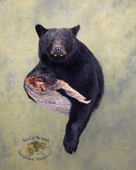 Black Bear Taxidermy Ideas, Bear Mounts Taxidermy, Black Bear Mounts, Taxidermy Bear, Bear Taxidermy, Black Bear Hunting, Bear Mounts, Animal Taxidermy, Black Bear Cub