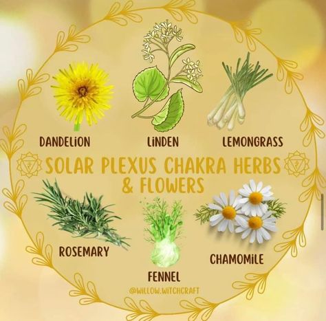 Kitchen Witchery, Herbal Healing, Herbs For Health, Solar Plexus Chakra, Energy Work, Natural Health Remedies, Solar Plexus, Planting Herbs, Fennel