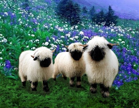 I love Valais Blacknose Sheep! Cloned several stock images to create design for my coffee mug and iPhone. Blacknose Sheep, Valais Blacknose, Valais Blacknose Sheep, Cute Sheep, Cute Critters, Sweet Animals, Amazing Animals, Animal Love, Animal Photo