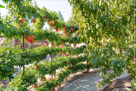 Espalier Pomegranate Tree, Fruit Tree Fence, Espalier Orchard, Pomegranate Garden, Fruit Trees Garden Design, Backyard Orchard, Espalier Fruit Trees, Fruit Tree Garden, Fruit Orchard