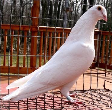 Homing Pigeons For Sale, Pigeons For Sale, Pigeon Pictures, Homing Pigeons, White Pigeon, Pigeon Breeds, Dove Pigeon, Gold Jewelry Fashion, Pigeon