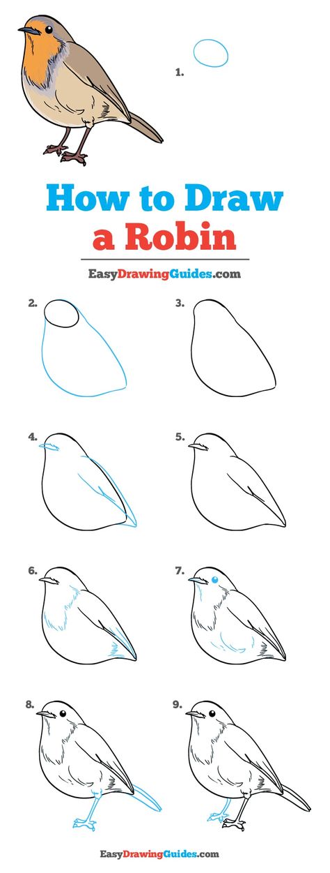 Learn How to Draw a Robin: Easy Step-by-Step Drawing Tutorial for Kids and Beginners. #Robin #Bird #DrawingTutorial #EasyDrawing See the full tutorial at https://easydrawingguides.com/how-to-draw-a-robin/. Robin Printables Free, Drawing A Bird Step By Step, Easy Robin Drawing, Step By Step Drawing Nature, Bird Sketch Tutorial, How To Draw Robin, How To Draw A Robin Step By Step, American Robin Drawing, Animals Step By Step Drawings