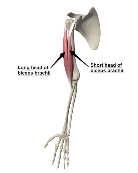 The Biceps Brachii Muscle Tension Headache Symptoms, Biceps Brachii Muscle, Human Muscle Anatomy, Biceps Brachii, Yoga Anatomy, Muscular System, Muscle Anatomy, Reduce Tension, Tension Headache