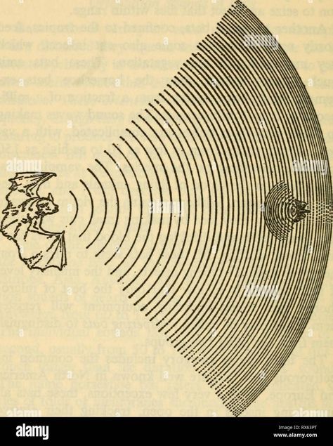 Download this stock image: Echoes of bats and men Echoes of bats and men echoesofbatsmen00grif Year: 1959 ECHOES OF BATS AND MEN Fig. 11. The frequency and wave length of a bat's sound vary during each chirp. This diagram, which is approximately to scale, illustrates the small amount of sound reflected by one insect. United States begin each of their orientation sounds at about 90 kc and end at 45 kc. Since each sound lasts only about 2 milliseconds, this is a very rapid change in frequency; Echo Illustration, Bat Diagram, Echo Drawing, Running Group, Watch Your Words, Human Ear, Sound Art, Time Art, Energy Drink