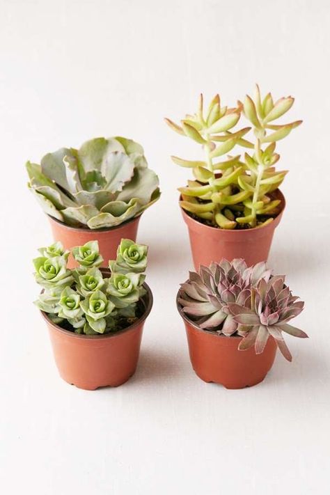 Succulent Soil, Faux Tree, Drought Tolerant Plants, Hardy Plants, Ceramic Pots, Diy Garden Projects, Plastic Pots, Plant Gifts, Ceramic Pot