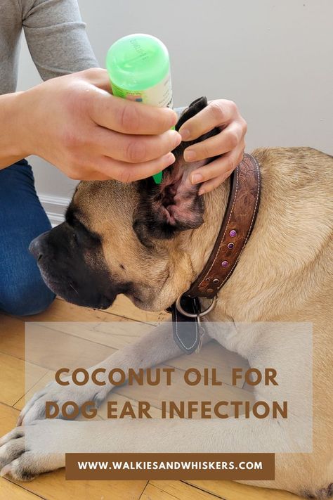 Coconut Oil for Dog Ear Infection | Walkies and Whiskers Natural Remedy For Ear Infections In Dogs, Coconut Oil For Dogs Skin Allergies, Home Remedy For Dog Ear Yeast, Ear Cleaner For Dogs, Remedies For Dog Ear Infections Home, Dogs Ears Itching Remedies, Dog Ear Cleaning Solution Diy, Ear Infections In Dogs, Dog Itchy Ears