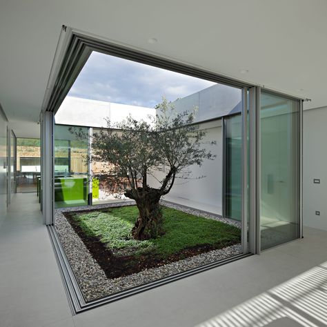 Glass atriums can make a bold statement in a residential home, the epitome of luxury and a focal point in the structure.   There are various ways of implementing an atrium design into your project and different methods of glazing we would employ to create bespoke results every time.   Head to the IQ website for everything you need to know about specifying a glass atrium. Shed Inspiration, Olive House, Minimal Windows, Houses Design, Glass Extension, Courtyard Design, Internal Courtyard, Glass Walls, Indoor Gardens