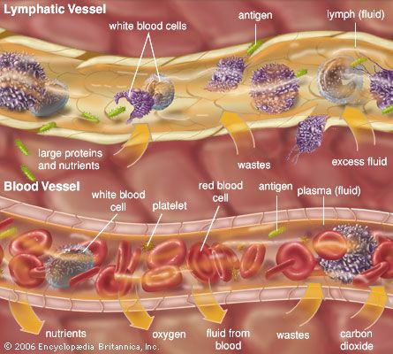 extracellular fluid: lymphatic vessel and blood vessel Body Cavities, Med Notes, Extracellular Fluid, Brain And Spinal Cord, Nursing School Essential, Lymph Fluid, Medical Student Motivation, Human Body Anatomy, Biology Lessons