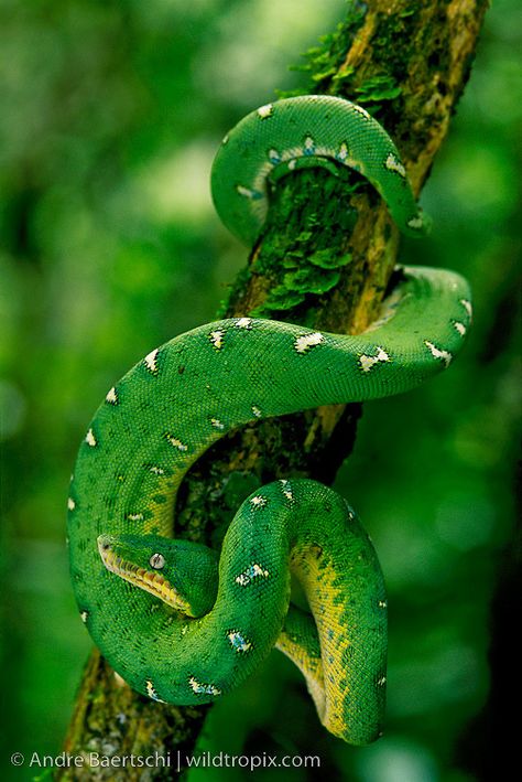 Emerald Tree Boa (Corallus caninus), coiled on a liana, lowland tropical rainforest along the Tuichi River, Madidi National Park, Bolivia. Rainforest Snakes, Snake On Tree, Tropical Rainforest Animals, Emerald Tree Boa, Types Of Snake, Rainforest Animals, Reptile Snakes, Tropical Animals, Beautiful Snakes