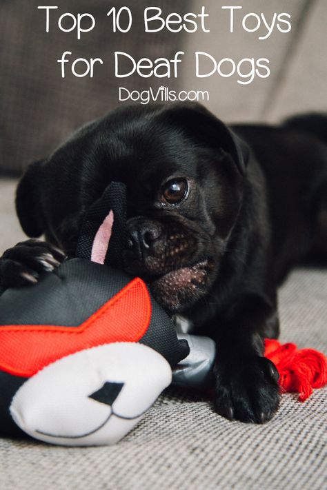 Looking for the best toys for deaf dogs? Read on for our top ten picks that stimulate their other senses, plus find out what to consider when shopping! Deaf Dog Training, Bird Ideas, Dog Accesories, Dog Breeding, Pet Things, Deaf Dog, Dog Minding, Easiest Dogs To Train, Left Eye