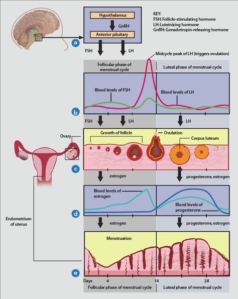 female-cycle Anatomy Reproductive System, Female Reproductive System Anatomy, Follicle Stimulating Hormone, Female Reproductive System, Low Estrogen Symptoms, Obstetrics And Gynaecology, Basic Anatomy And Physiology, Study Flashcards, Medical School Motivation