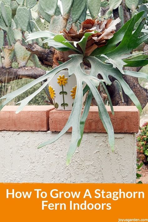 Staghorn Fern Care, Fern Care, Ferns Care, Orchid Fertilizer, Diy Container Gardening, Orchid Bark, Container Garden Design, Staghorn Fern, Indoor Plant Care