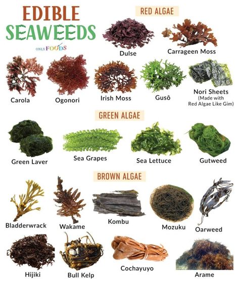 Types of Sea Vegetables (Edible Seaweeds) - List With Pictures Edible Seeds List, Tower Farming, Miso Recipe, Edible Seaweed, Types Of Sushi, Sea Vegetables, Food Infographic, Herbs For Health, Cooking Basics