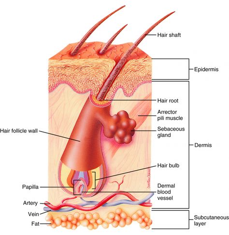 A hair or pilus is a slender filament of keratinized cells. It has three divisions: the bulb-where the hair originates in the dermis or hypodermis, the root-the remainder of the hair within the skin, and the shaft-the portion of the hair extending above the skin (superficial). The vascular papilla found in the base of the bulb fuels the mitosis of the keratinized cells. The hair also has neuronal receptors sensing movement of the hair. The piloerector muscle cause the hair to stand up. Ingrown Hair Armpit, Electrolysis Hair Removal, Hair Science, Hair Removal Diy, Skin Moles, Permanent Hair Removal, Human Anatomy And Physiology, Coconut Oil For Skin, Beauty Therapy