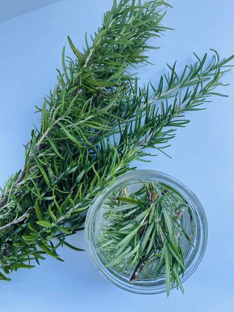 So many holistic uses for rosemary- check it out! Uses For Rosemary, Benefits Of Rosemary, Source Of Iron, Good Sources Of Iron, Rosemary Chicken, Drying Herbs, Thyme, Oregano, Rosemary