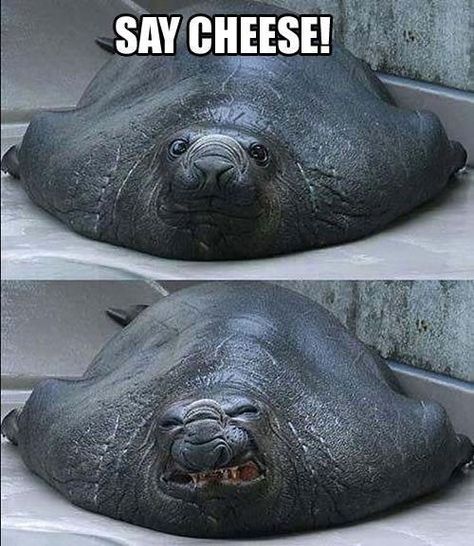 Say Cheese! | 21 Photos Guaranteed To Make You Laugh Every Time or aka me when my instrument is out of tune Behind Blue Eyes, Funny Animal Jokes, Have A Laugh, Funny Animal Memes, Animal Jokes, Funny Animal Pictures, Funny Animal, 귀여운 동물, Animal Memes