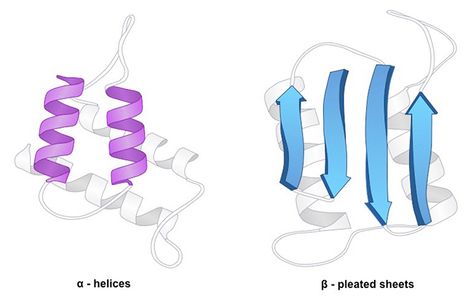 Fluorescence has two distinct stages, excitation stage and emission stage. It is a phenomenon where fluorescent chromophore absorbs a light photon, typically remains in an excited state for a few nanoseconds and then emits a lower energy photon. Both the efficiency of light absorption (ε) and the efficiency of photon emission from an excited fluorophore (Q) determine the intensity of a sample. Changes in either ε and/or Q will lead to changes in sample emission intensity. Protein Folding, Protein Structure, Light Absorption, Nuclear Magnetic Resonance, Peptide Bond, Membrane Structure, Chemical Analysis, Structural Analysis, Magnetic Resonance