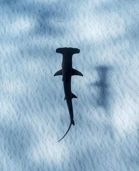 Great Hammerhead cruising above the desolate sea floor, Bahamas Photographed by| @daniel.hulme Shark From Above, Ocean Swim, Shark Diving, Sea Floor, Weird Fish, Hammerhead Shark, Underwater Creatures, White Sharks, Great White Shark