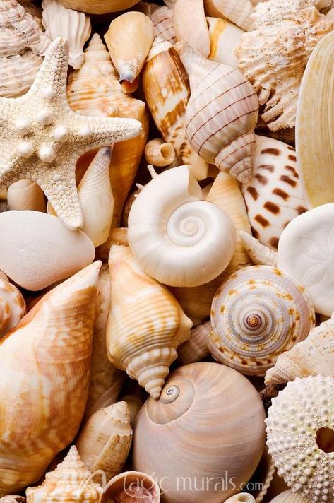 Seashells Mural // #magicmurals #summervibes #seashells #beachlife #adjustablewallpaper #wallmurals #neutrals Sea Shell Astethic, Shells Asethic, Sea Shells Photography, Seashells Aesthetic, Pretty Seashells, Shell Aesthetic, Seashells Photography, Beach Shells, Ocean Treasures