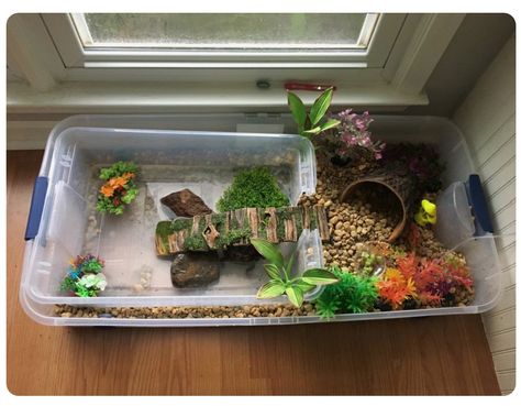 African Sideneck Turtle Habitat, Water Turtle Tank Ideas Indoor, Diy Tortoise Habitat Indoor Easy, Turtle Tank Setup Ideas Diy, Turtle Homes Ideas Indoor, Tortoise Tank Ideas, Water Turtle Tank Ideas, Diy Turtle Habitat, Turtle Habitat Ideas Indoor