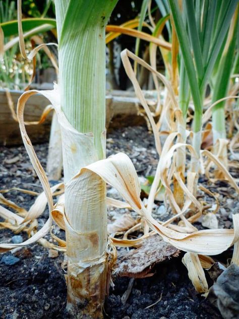 Planting For Beginners, When To Harvest Garlic, Garlic Planting, Harvest Garlic, Garlic Garden, Garlic Flower, Harvesting Garlic, Planting Garlic, Garden Layout Vegetable