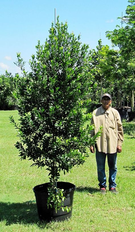 Crabwood (Gymnanthes lucida), canopy tree Beach House Landscaping, Trees For Front Yard, Wholesale Plants, Tree Species, House Landscaping, Tree Canopy, Spanish House, House Landscape, Tree Ideas