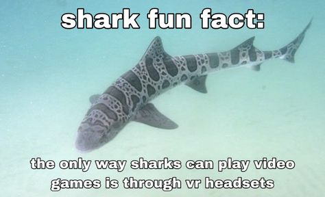 Shark Fun Facts Funny, Shark Fun Facts, Silly Shark, Shark Meme, Shark Facts, Shark Bait, Shark Pictures, Sharks Funny, Shark Fishing